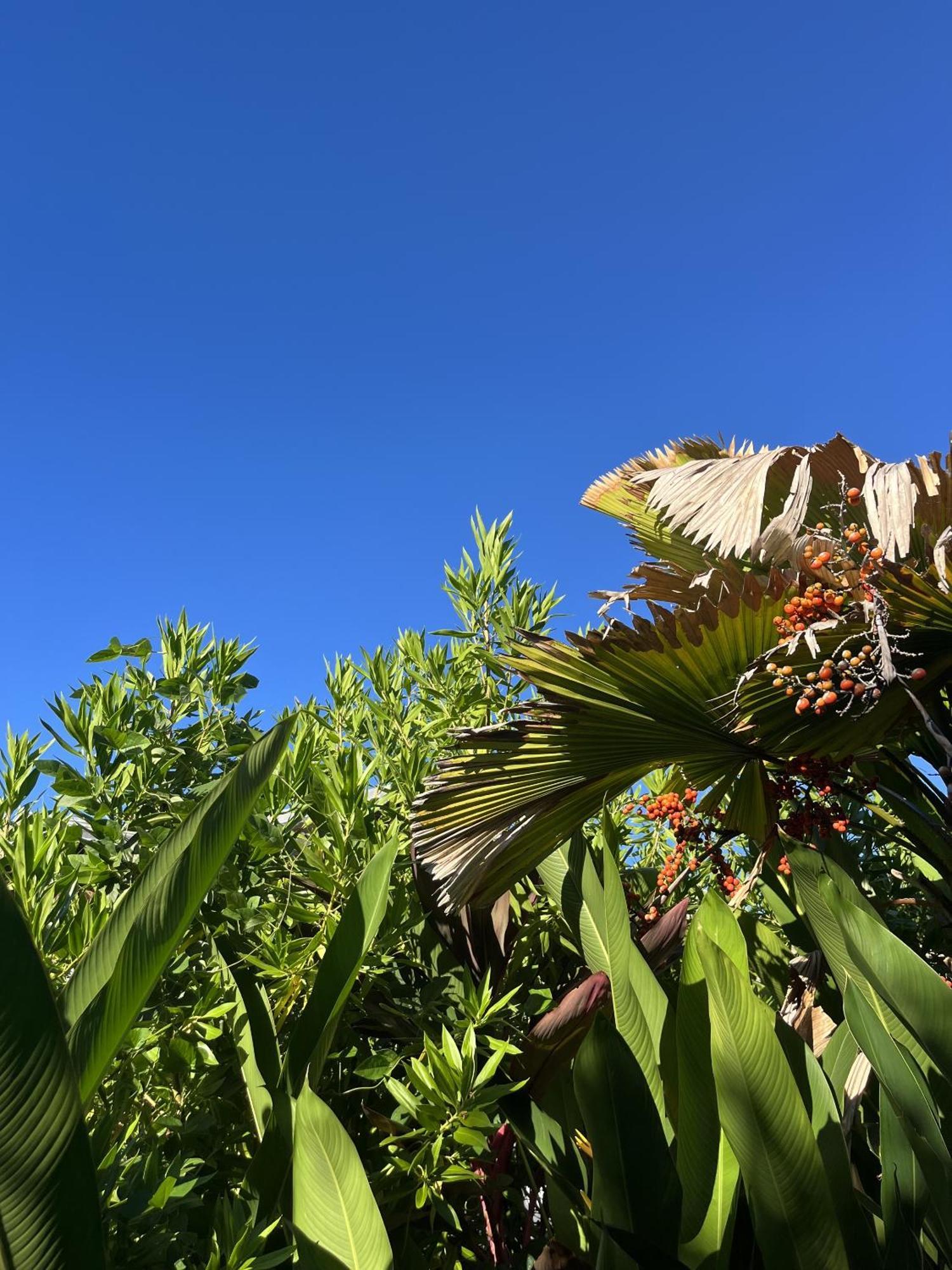 Eden Paradise Ecolodge & Spa Sainte-Luce Bagian luar foto