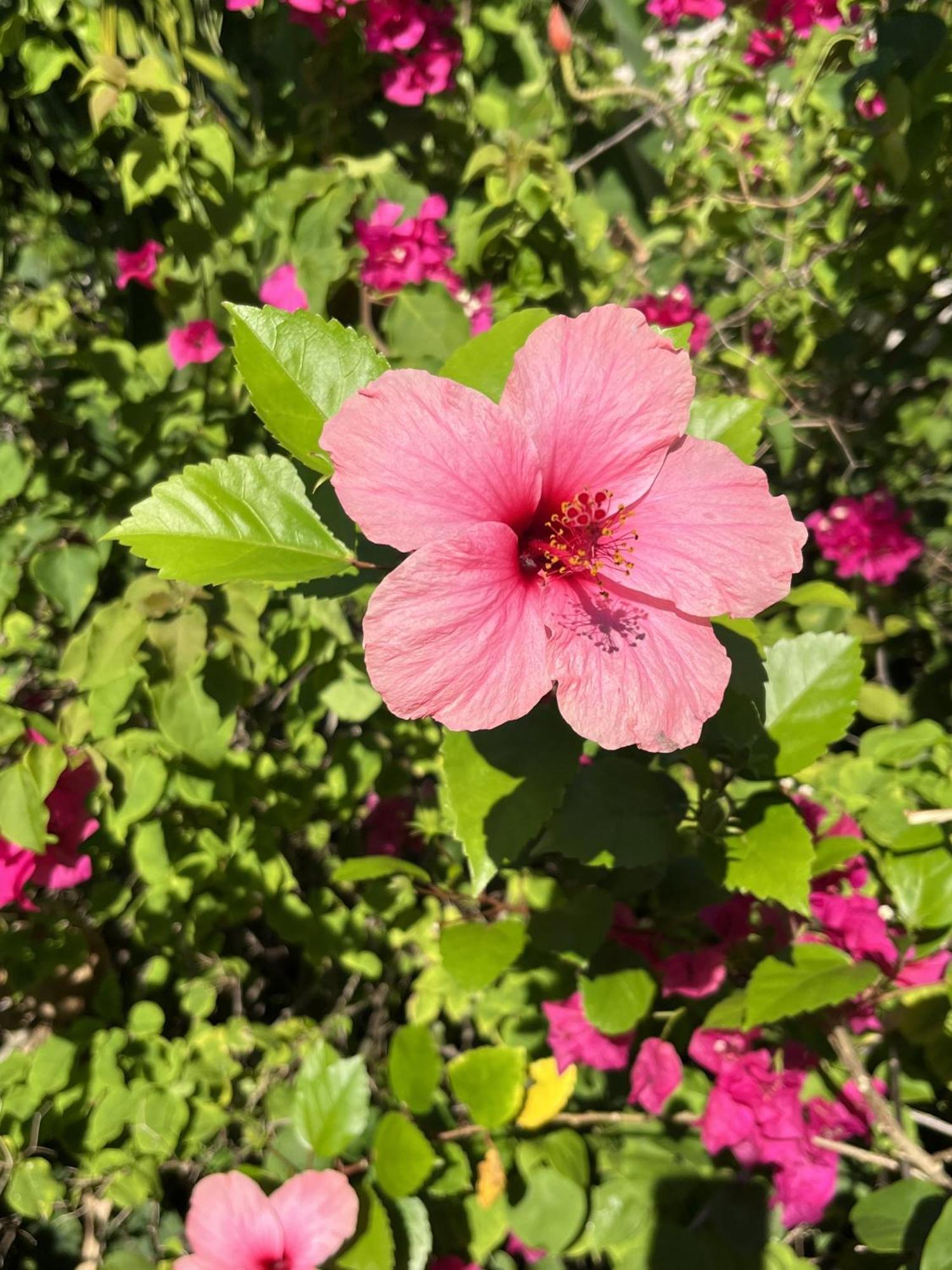 Eden Paradise Ecolodge & Spa Sainte-Luce Bagian luar foto