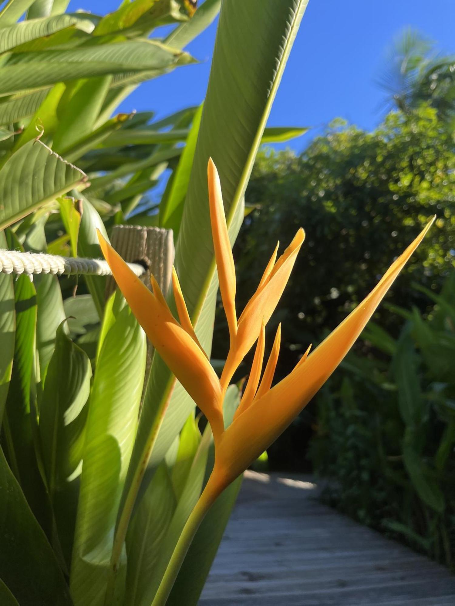 Eden Paradise Ecolodge & Spa Sainte-Luce Bagian luar foto