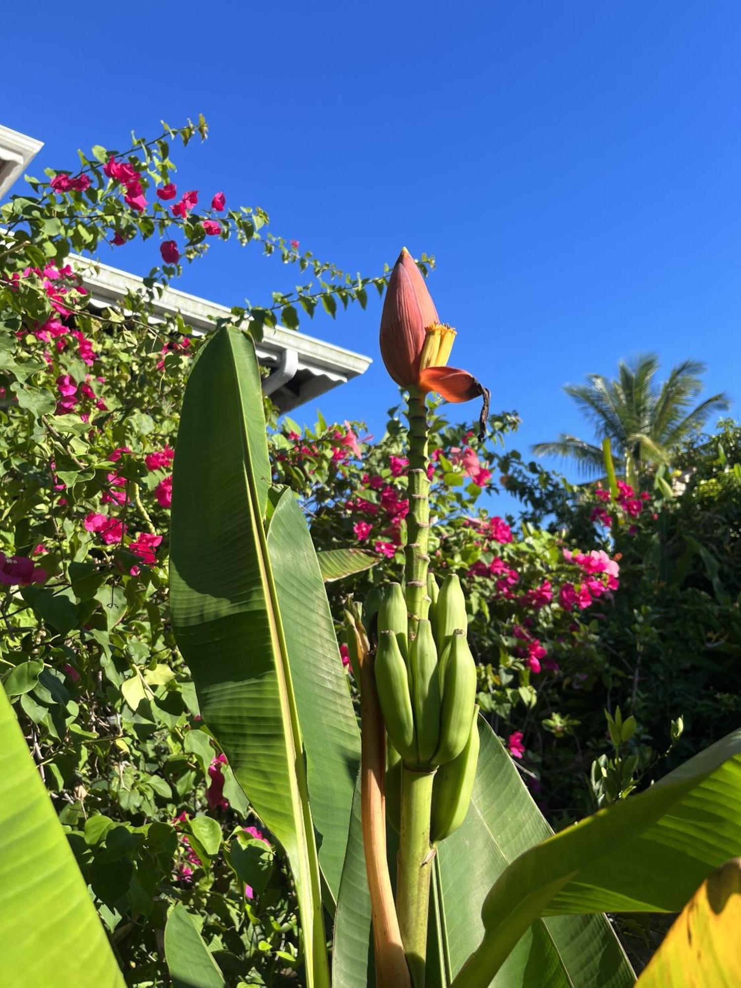 Eden Paradise Ecolodge & Spa Sainte-Luce Bagian luar foto